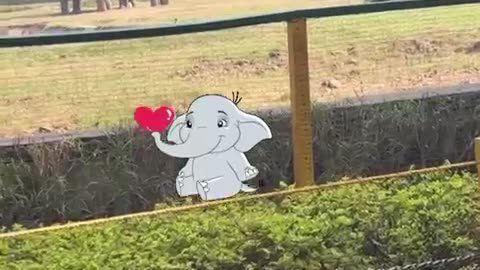 Elephant 🐘 video