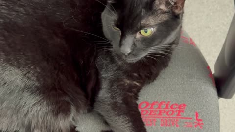 Cute Precious Piper Works Hard in the Office - Adopting a Cat from a Shelter Vlog