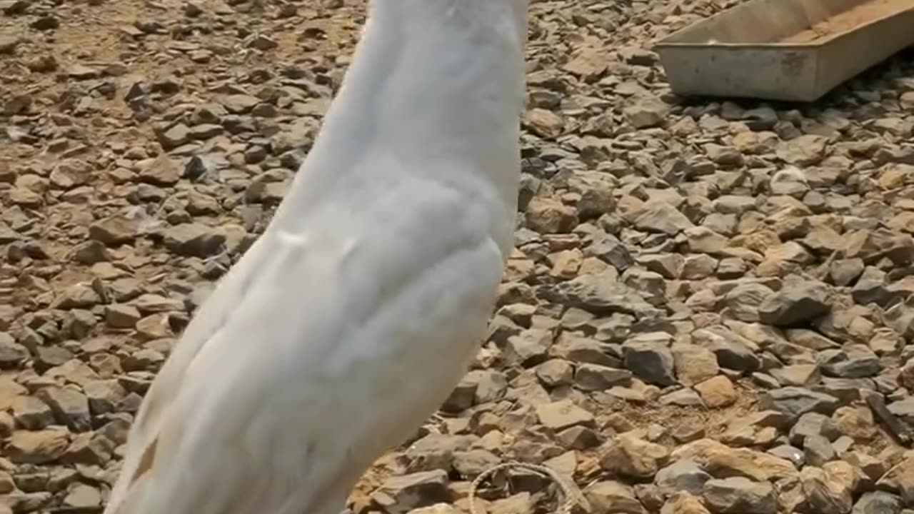 Bird Swiftly Swallows Fish