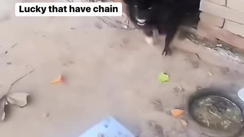 Lucky that have chain🐕🐕🐕Don't forget to like, share and subscribe for more daily animal content❤️