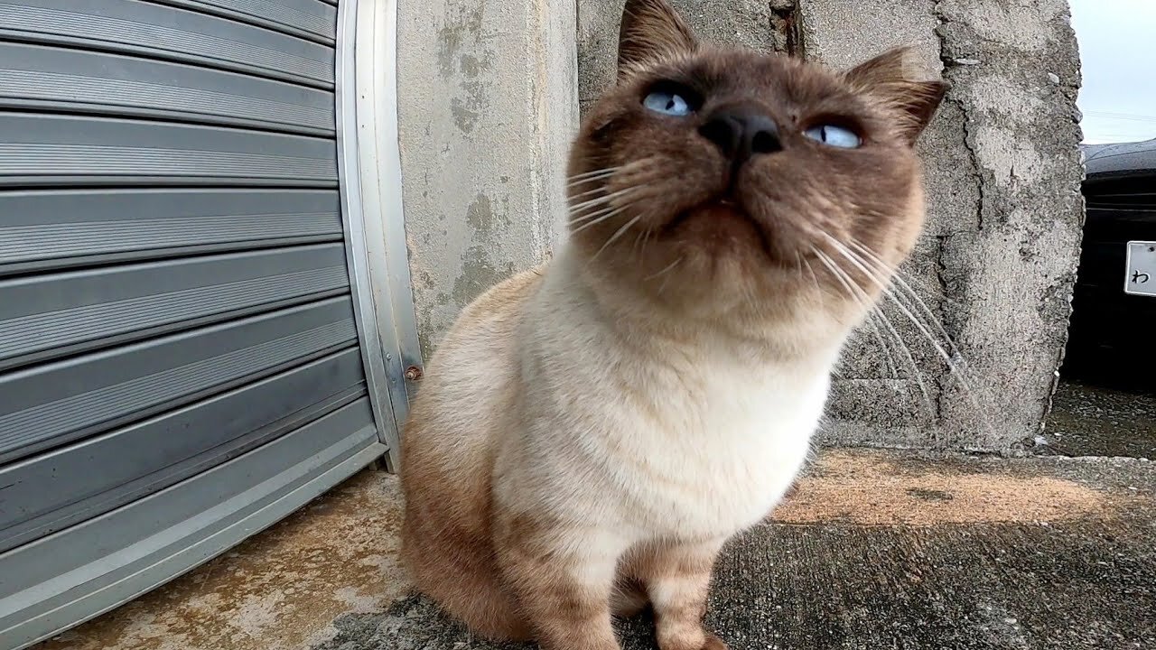 It started raining so I waited for the rain to stop under the eaves with the stray cat