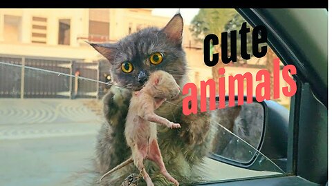 Funny Animals videos 😂 Funniest Cats and Dogs 2025!🐶😹 #funnycats #funnydogs #funnyanimals