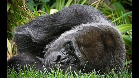 Shooting photos and video of beautiful gorillas 🦍