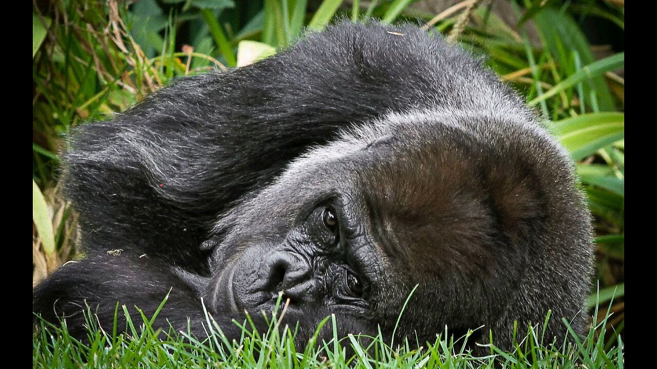 Shooting photos and video of beautiful gorillas 🦍