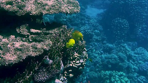 beautiful fish