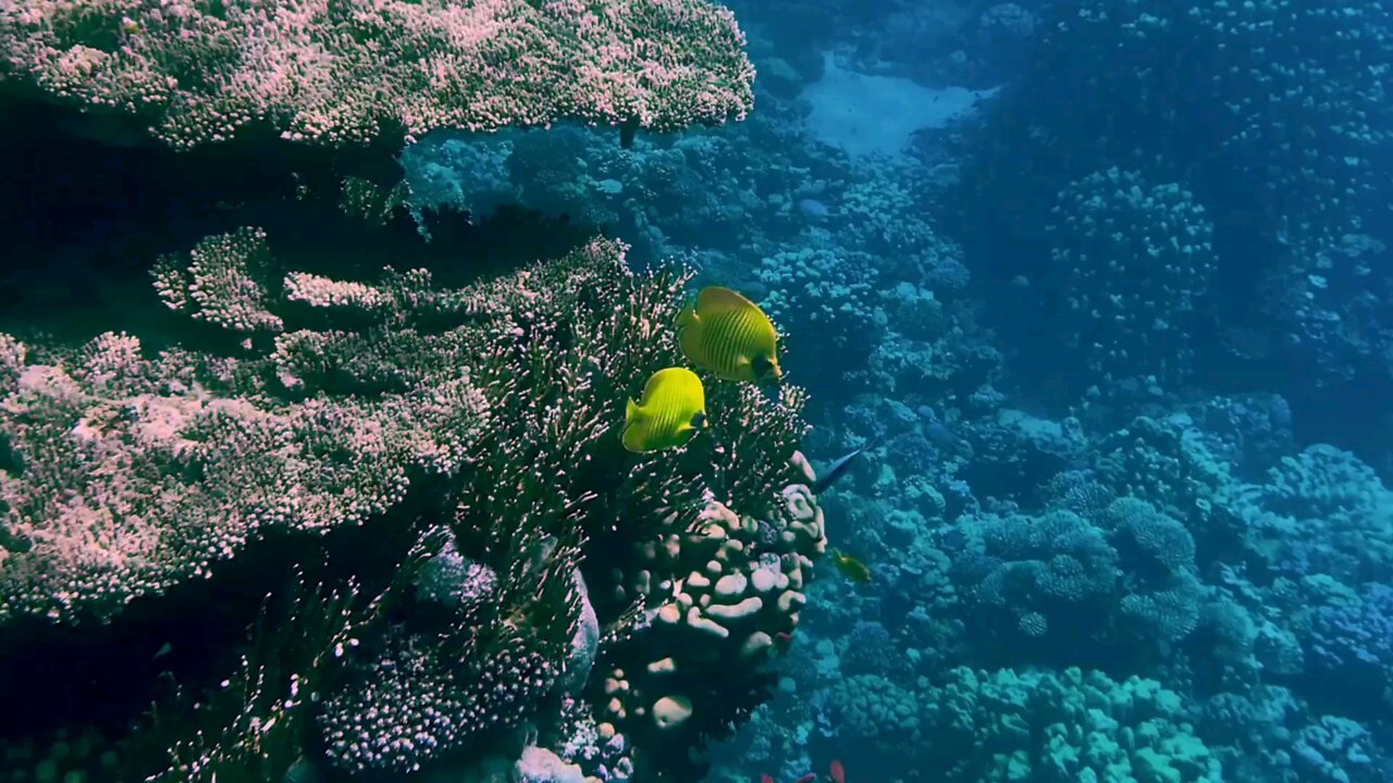beautiful fish