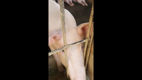 pig farming