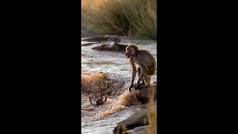 The Rescue of the Baby Baboon 🐵