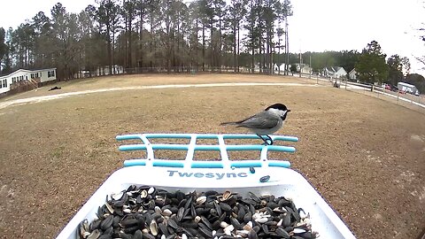 Carolina Chickadee