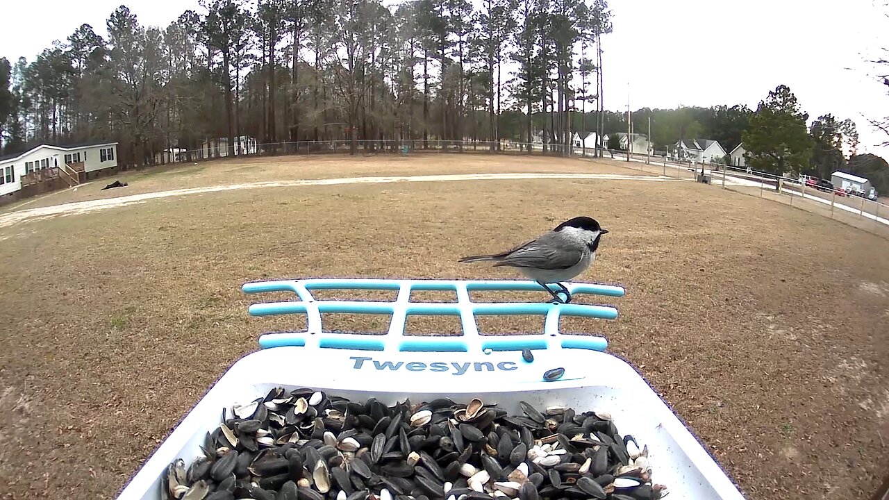 Carolina Chickadee