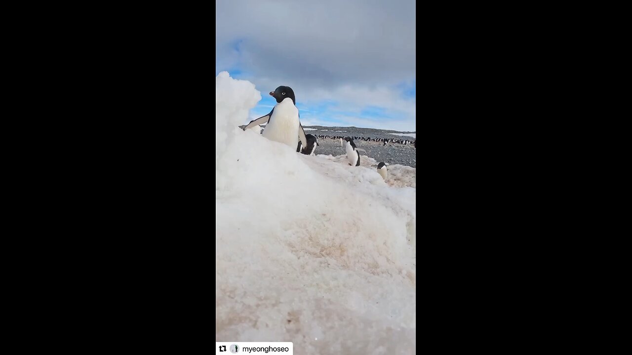 True or false? HUMANS LOVE PENGUINS? Original content by @myeonghoseo Instagram. 1-4-25