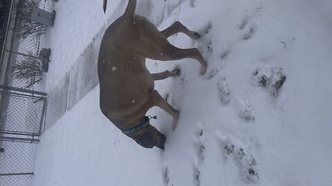 Kooper snow in Pensacola