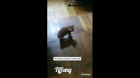 Cute Feisty Kitten