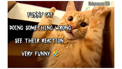 Funny cat videos/ when doing wrong see their reactions 😂😂😂