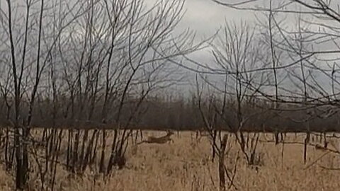 Deer!