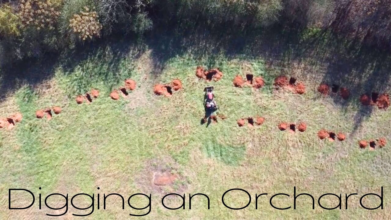 Digging an Orchard