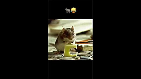 Mouse Trap 😂🤣