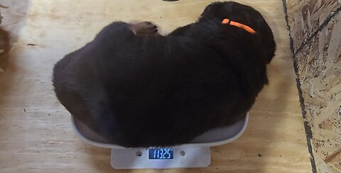 HELP ME READ THE SCALE.