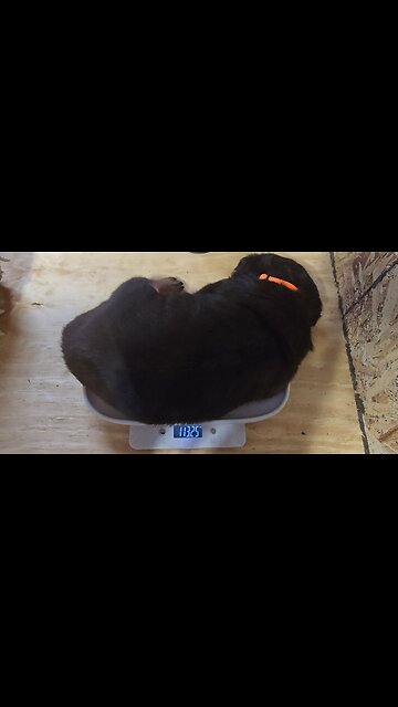 HELP ME READ THE SCALE.