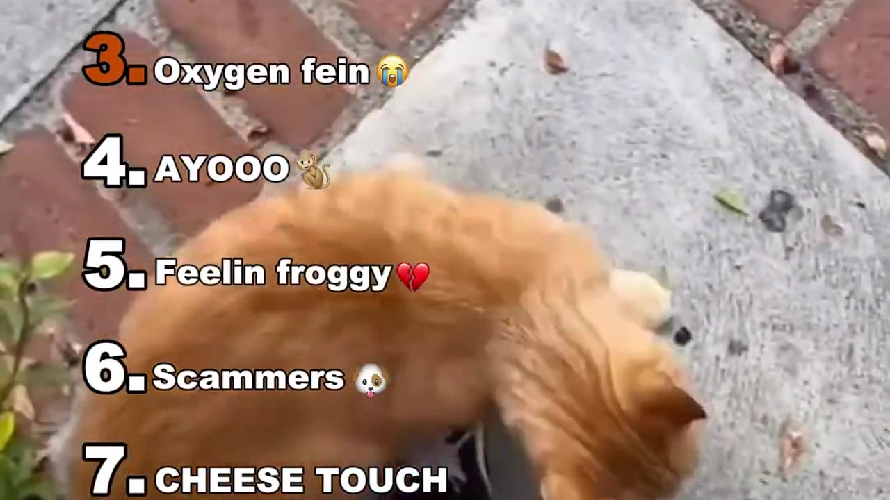 Funny animal video clips