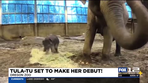 Oregon Zoo baby elephant soon to make her public debut