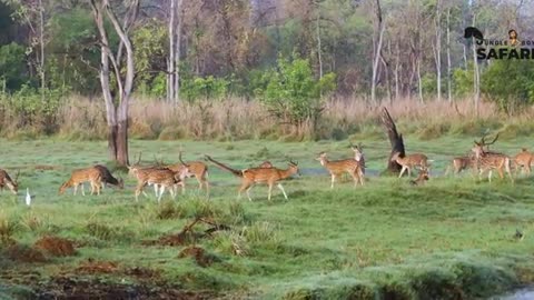 Caught on Camera | Tiger Territory Fight | Animal Fight - Tadoba Tiger Reserve