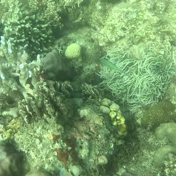 Snorkeling Morning!!