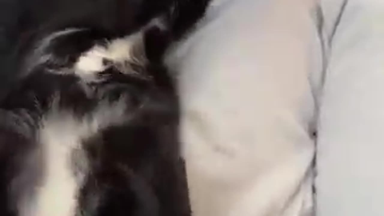 Funny animal video