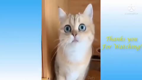 Cute cat's😍| funny cat video🤣🤣| pets entertainment videos| #19