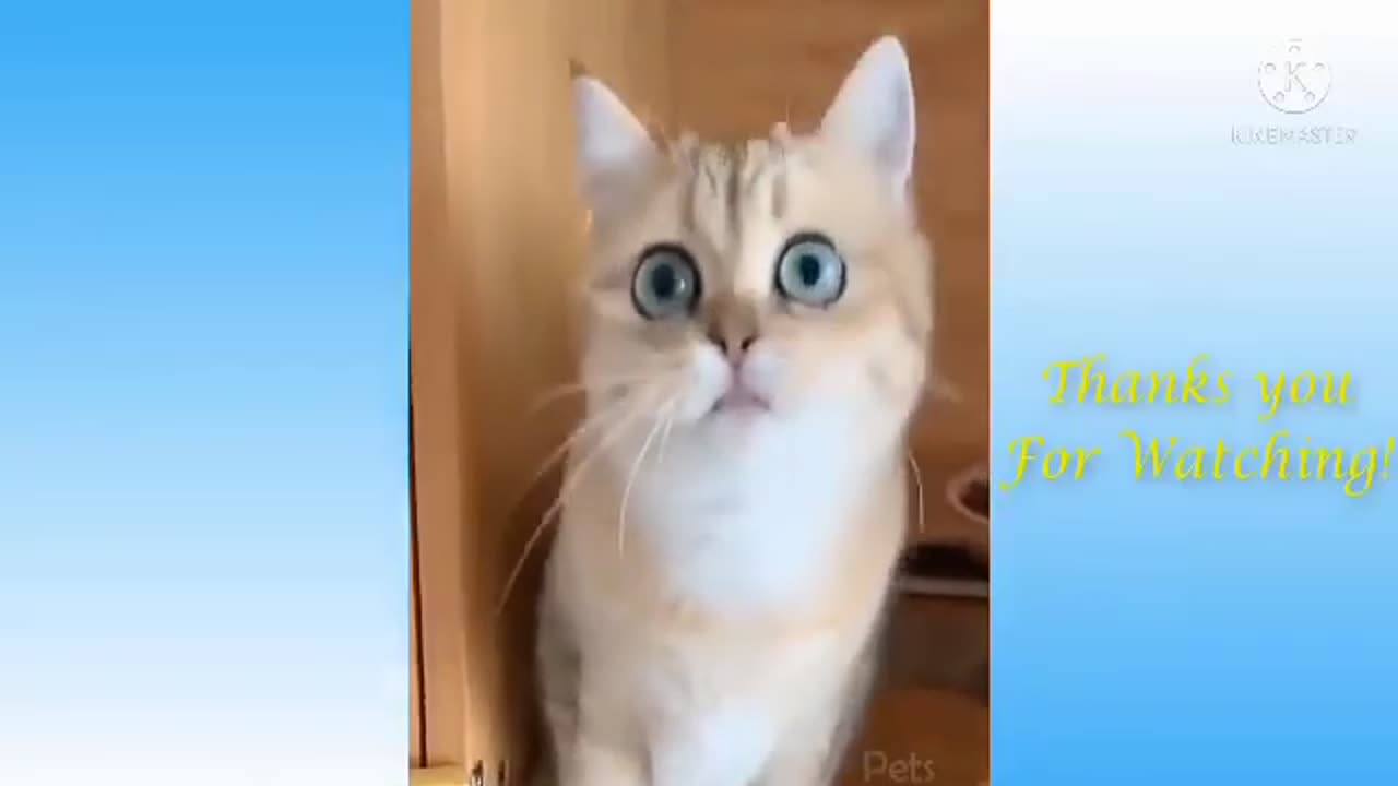 Cute cat's😍| funny cat video🤣🤣| pets entertainment videos| #19