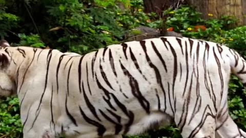 ¿Por Qué Existen los Tigres Blancos? La Verdad te Sorprenderá #curiosidades #viralvideo #datos
