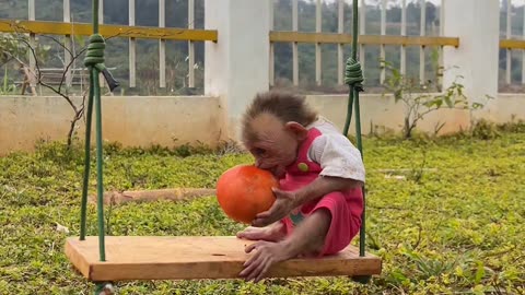 Baby monkey Moon wants to play on the swing