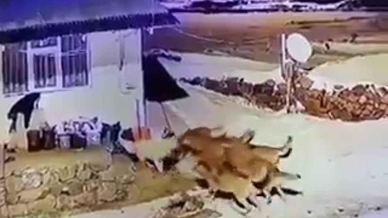 dog takes the high ground and fends off 6 wolves attacking it | funny video | crazy clips