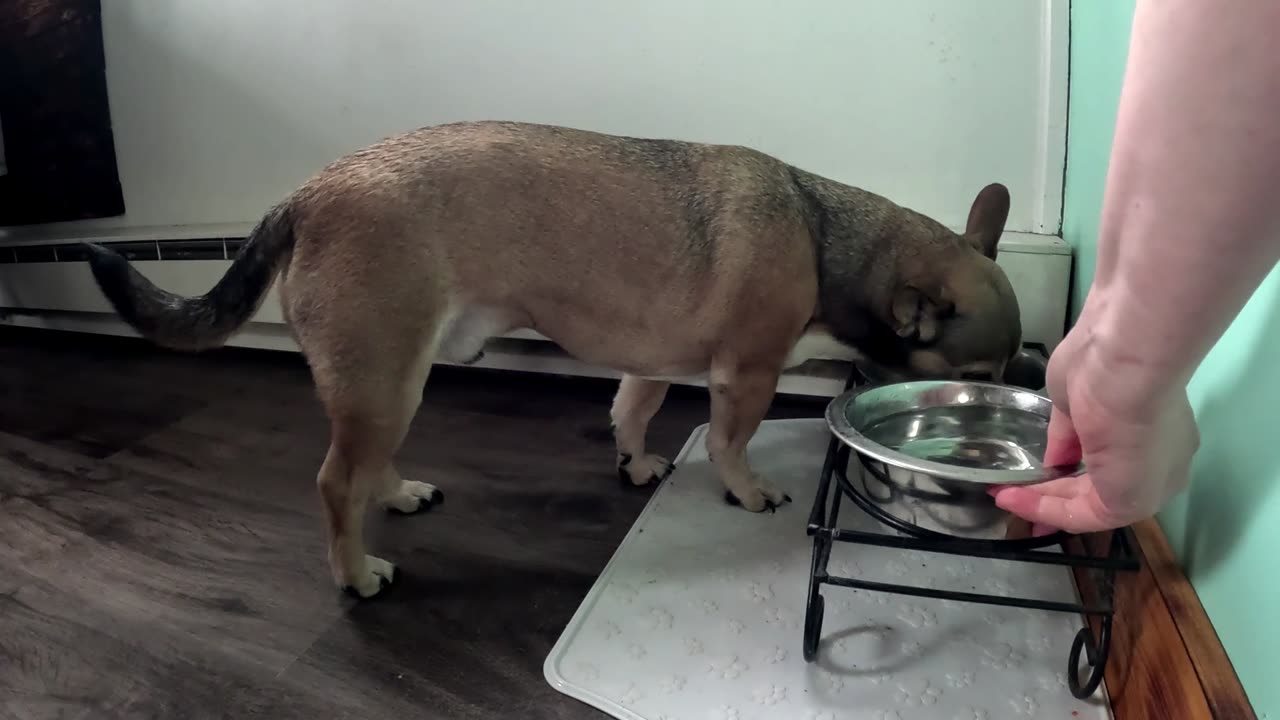 buster eats eggs