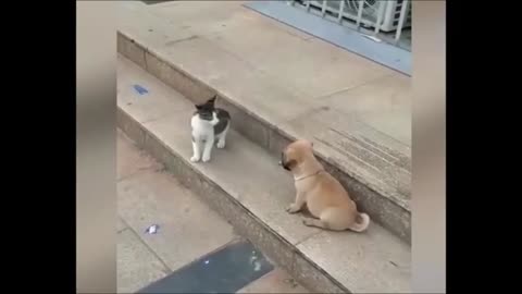 Cat VS Dog Funny Animal