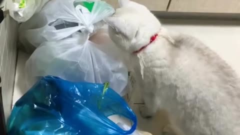 Cats Doing What They Do Best: Being Adorable and Hilarious!