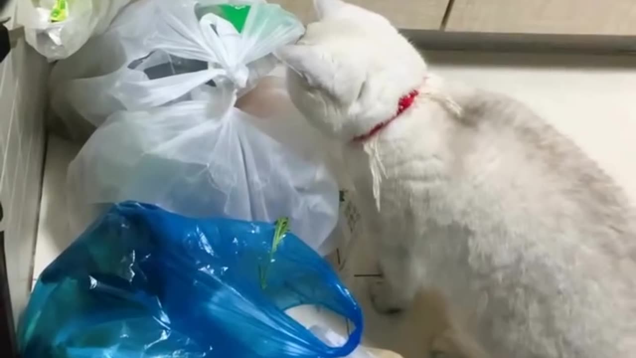 Cats Doing What They Do Best: Being Adorable and Hilarious!