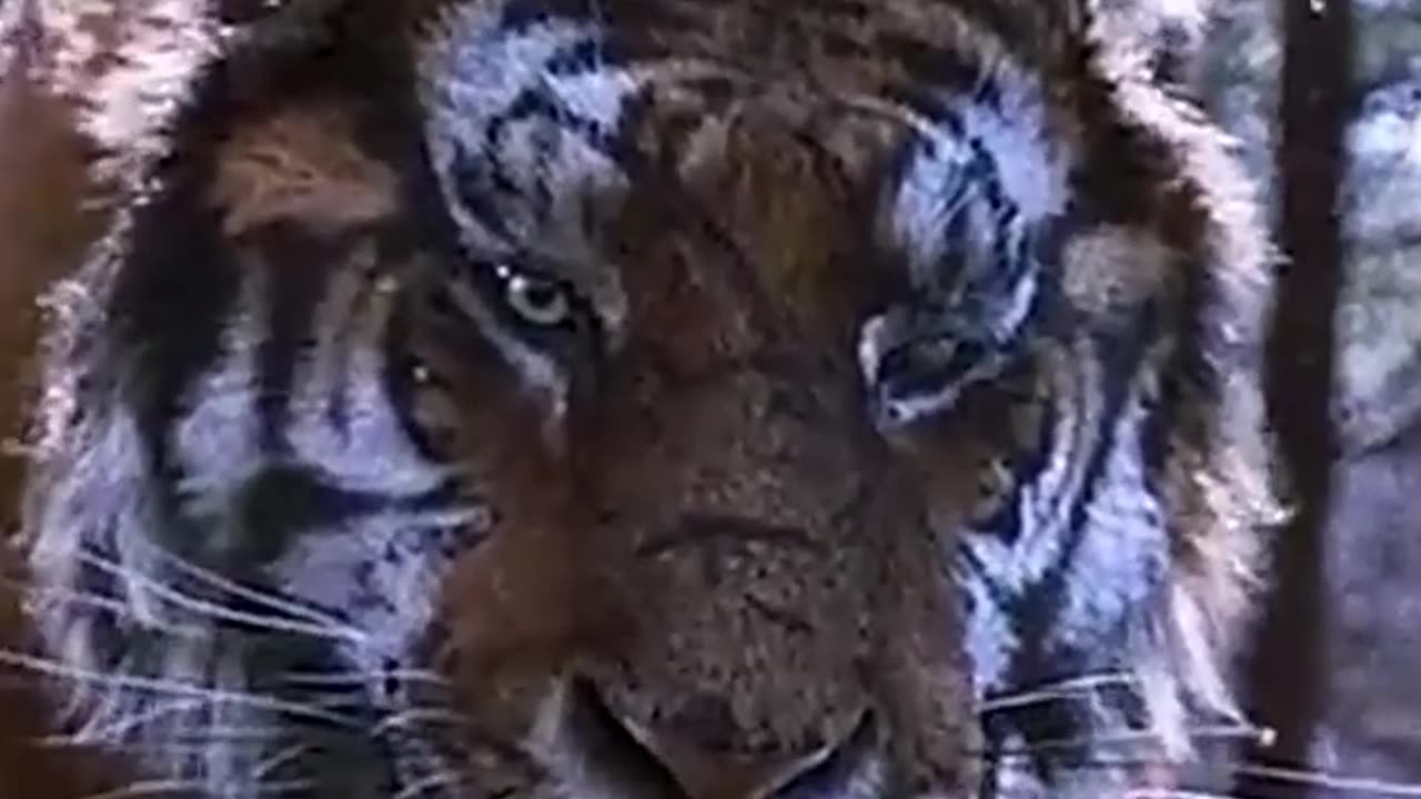 Best animal video in history