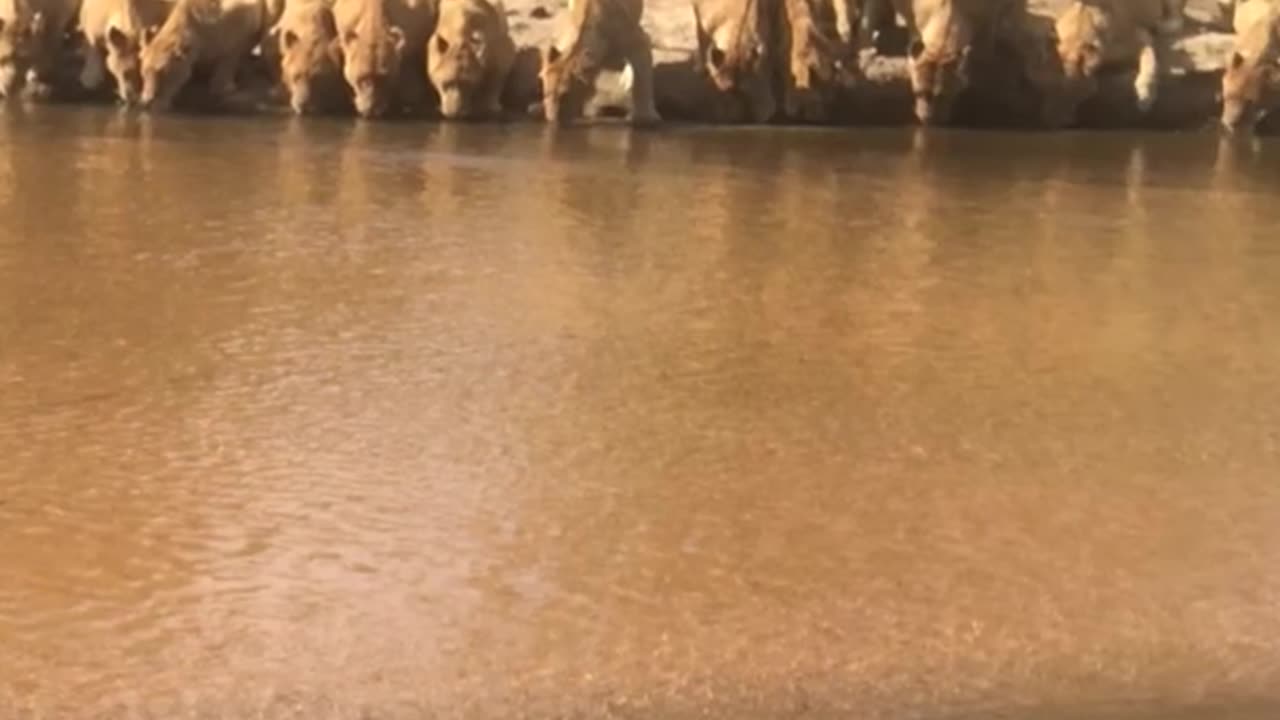 #LionessHunting #PredatorVsPrey #HeartbreakingNature