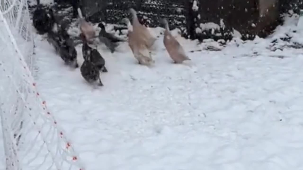 First Snow Reaction