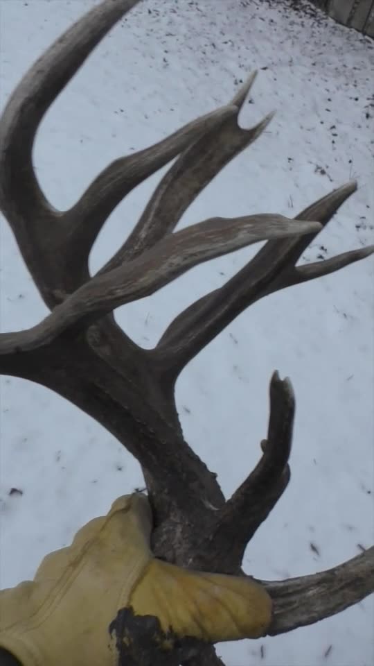 WHAT IS THIS SHED WORTH??