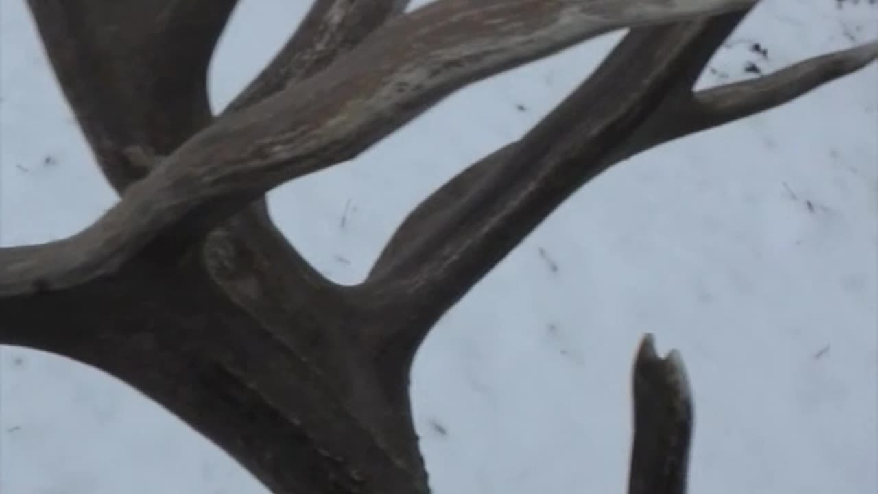 WHAT IS THIS SHED WORTH??