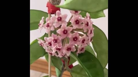 Hoya surprises- Part 3 Hoya Krinkle 8 plant with fully open pink flowers 12 days after arrival of peduncles