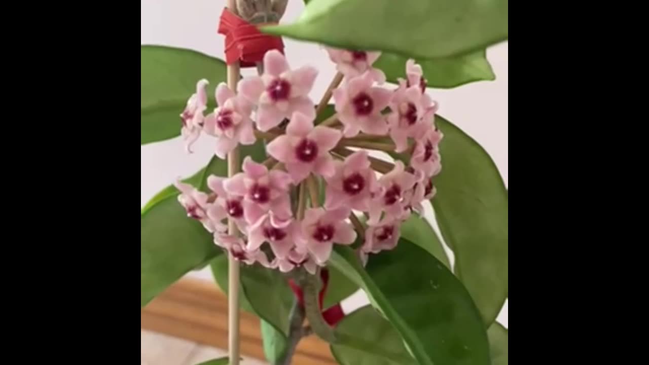 Hoya surprises- Part 3 Hoya Krinkle 8 plant with fully open pink flowers 12 days after arrival of peduncles