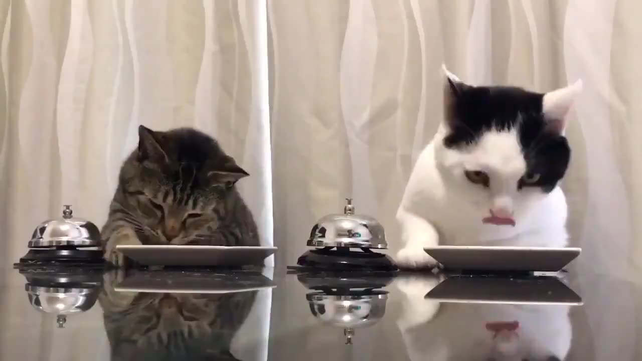 Try not to laugh ^^ #cat #cats #cute #kitten #pets #meow