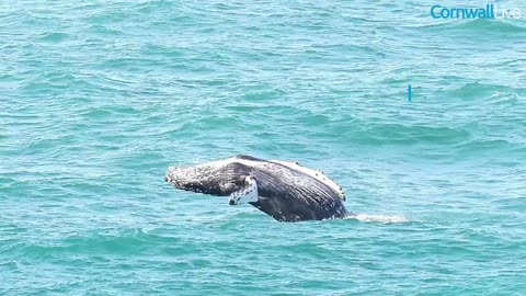 Humpback whale off Cornwall caught in latest incredible footage