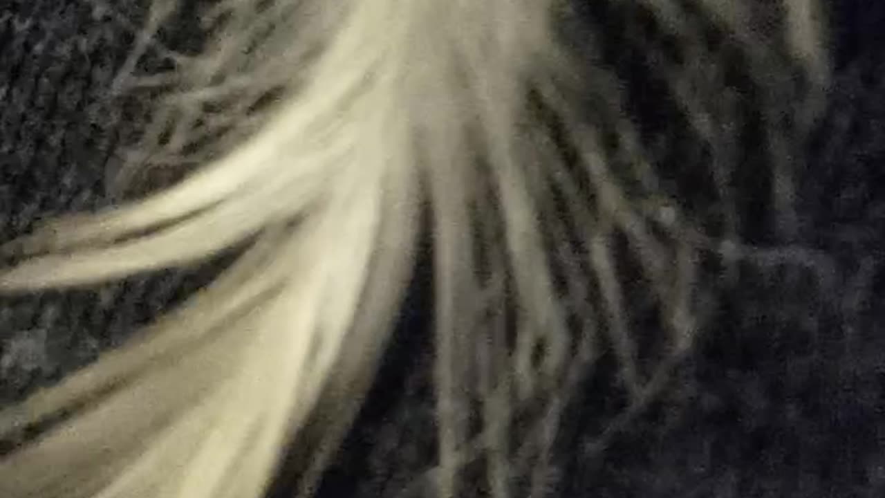 FEATHER