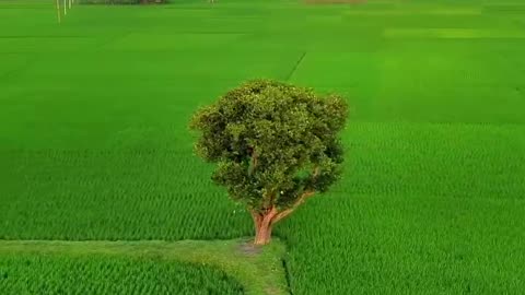 Green rice fields, a stunning natural scene video 2025 skc.com 37