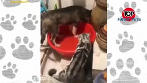 The best funny animals