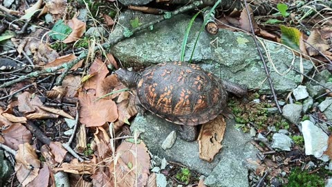 R13 - 081024 - Another Moment With A Turtle